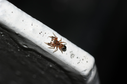 Salticidae: Synageles, molto probabilmente S. dalmaticus